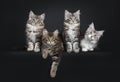 Perfect row of four Maine Coon cat kittens on black background Royalty Free Stock Photo