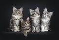 Perfect row of four Maine Coon cat kittens on black background Royalty Free Stock Photo