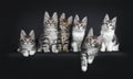 Perfect row of six gorgeous Maine Coon cat kittens Isolated on black background. Royalty Free Stock Photo