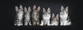 Perfect row of six gorgeous Maine Coon cat kittens Isolated on black background.