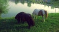 Perfect scene. twon ponies, lake and green grass