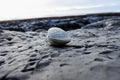 Perfect Sea Shell on rock at tide-pools Royalty Free Stock Photo