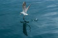 Perfect Seagull reflection