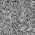 Perfect seamless pattern with zebra stripes. Exotic vector illustration texture