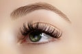 Perfect shape of eyebrows, brown eyeshadows and long eyelashes. Closeup macro shot of fashion smoky eyes visage Royalty Free Stock Photo