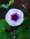 The perfect shape from sweet potato flower