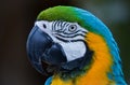 Guacamayo Royalty Free Stock Photo