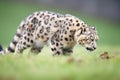 perfect side view of snow leopard stalking