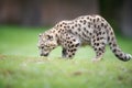 perfect side view of snow leopard stalking