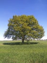 Perfect single tree in suny day Royalty Free Stock Photo