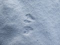 Perfect, small footprints of four paws of Eurasian Red Squirrel (Sciurus vulgaris) on ground