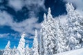 Perfect Snow Covered Pine Trees rise up from an all white wilderness Royalty Free Stock Photo