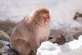 The perfect snow monkey is looking at tourists with suspicion, Jigokudani Monkey Park. Royalty Free Stock Photo