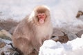 The perfect snow monkey is looking at tourists with suspicion, Jigokudani Monkey Park. Royalty Free Stock Photo