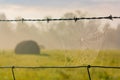 A Perfect Spiderweb on a Barbed Wire Fence