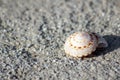 Perfect spiral sea shell in the sand Royalty Free Stock Photo