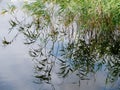 Perfect spot on a fishing rod pond Royalty Free Stock Photo