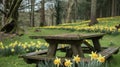 The perfect spot for a springtime picnic a quiet clearing surrounded by blankets of cheerful daffodils Royalty Free Stock Photo