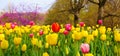 Garden of Tulips at Netherlands Carillon