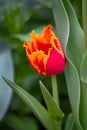 Perfect spring tulip in the garden