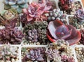 Perfect succulent flower rosette background. Colorful plant propagation Royalty Free Stock Photo