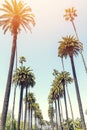 A perfect summer day and tall palms