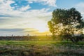 beautiful sunrise at the vineyard, Mclaren Vale, South Australia Royalty Free Stock Photo