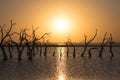 Perfect sunset with water, plain horizon and dry trees in CarhuÃÂ©, Buenos Aires, Argentina Royalty Free Stock Photo