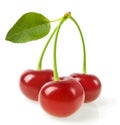 Perfect sweet cherries with the leaf isolated on a white background Royalty Free Stock Photo