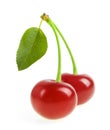 Perfect sweet cherries with the leaf isolated on a white background Royalty Free Stock Photo