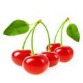 Perfect sweet cherries with the leaf isolated on a white background Royalty Free Stock Photo