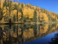 Perfect symmetrical reflection of autumn leaves in xinjiang river