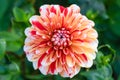 Dahlia Striped Nagano flower