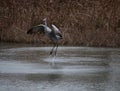 Sandhill Crane Royalty Free Stock Photo