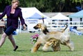 Perfect teamwork handler and Afghan Hound in dog show ring Royalty Free Stock Photo