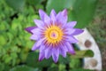 The perfect top view close up of perfect water purple lotus flower lily blooming in the pond. Honey bees collecting pollen of Royalty Free Stock Photo