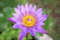 The perfect top view close up of perfect water purple lotus flower lily blooming in the pond. Honey bees collecting pollen of Royalty Free Stock Photo