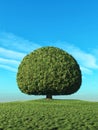 A perfect tree Royalty Free Stock Photo