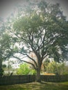 Perfect tree to climb Royalty Free Stock Photo