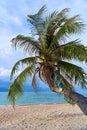 A perfect tropical landscape with a palm tree on a sandy beach and turquoise water Royalty Free Stock Photo