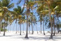 Perfect white sandy beach with palm trees, Paje, Zanzibar, Tanzania Royalty Free Stock Photo