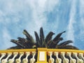 Palm tree over bright yellow balcony, view from the bottom in Porto, look up photo