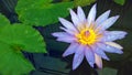 Perfect water lily in a pond