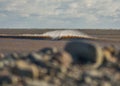 Perfect wave on a sunny day with foreground background bohkeh