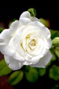 Perfect White Rose