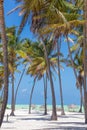 Perfect white sandy beach with palm trees, Paje, Zanzibar, Tanzania