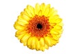 Perfect yellow gerber daisy Royalty Free Stock Photo