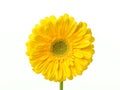 Perfect yellow gerbera flower head with water drops on the petals isolated on white background Royalty Free Stock Photo