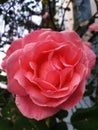 A perfection of beauty embodied in its symbol: a rose Royalty Free Stock Photo