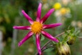 Spider Dahlia Close Up Against Blurred Garden Background